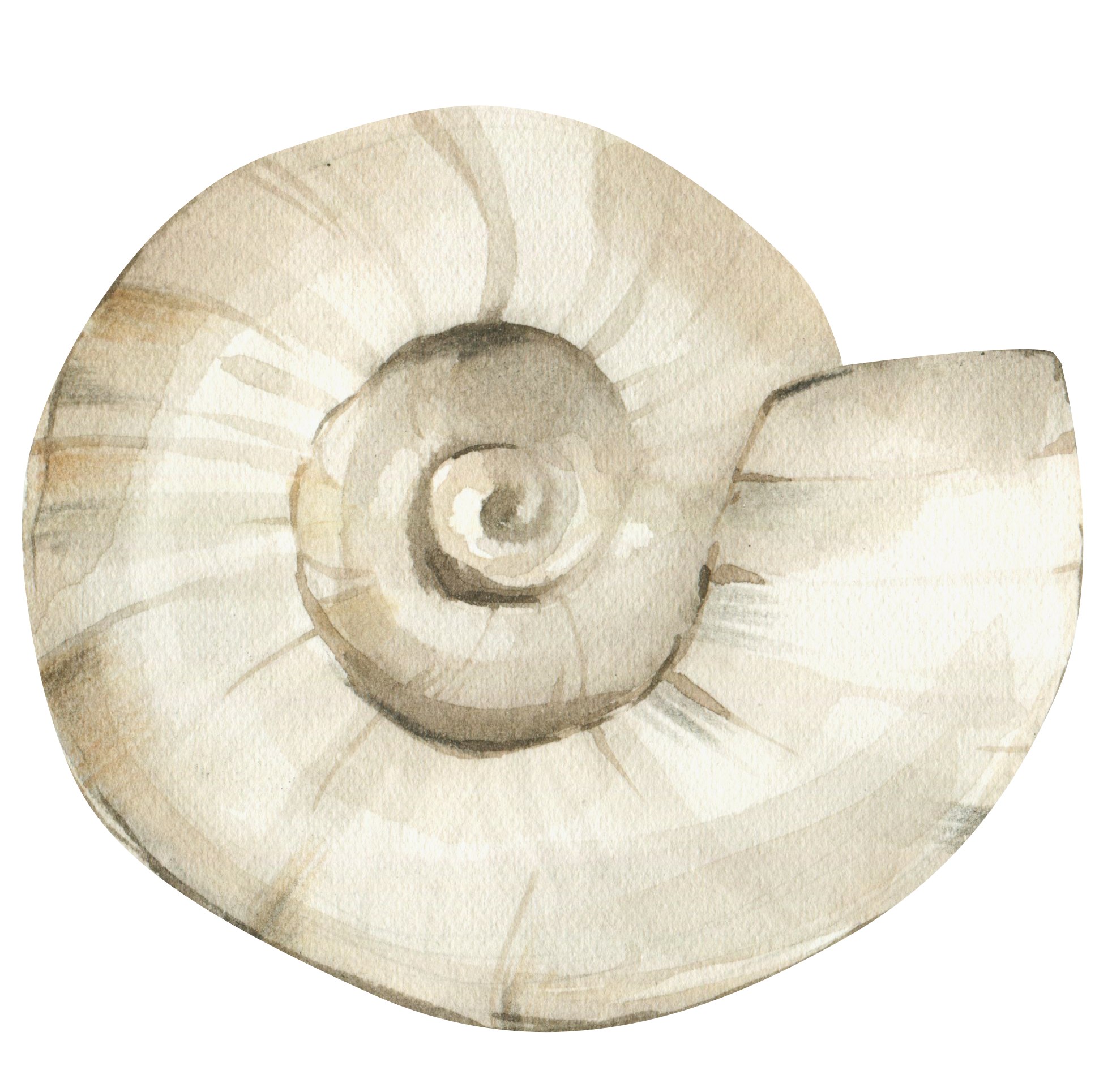 Nautilus